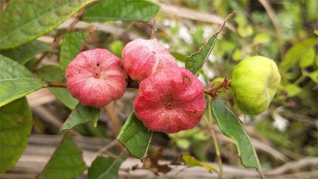 算盘子又叫"野南瓜",农民把它当宝,看视频涨知识了