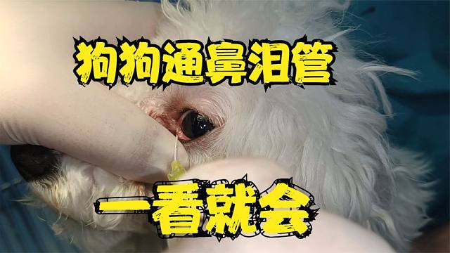 狗狗眼睛流泪,鼻泪管堵塞,宠物医生现场教学通鼻泪管.一看就会