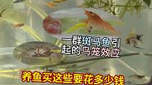 一群斑马鱼引起的鸟笼效应！分享养鱼买这些花多少钱！热带神仙鱼辣椒蟹观赏虾