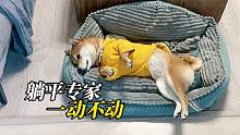 躺平也能成专家，小柴犬赖在窝里不想起，任凭折腾就是不动