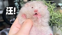 原来仓鼠揉多了可以发出狗叫……