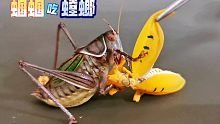 喂蝈蝈吃螳螂，真爽！渣都没剩