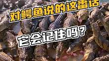 对鳄鱼说的这番话，它会记住吗#鳄珍 #鳄鱼 #鳄鱼养殖场