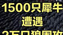 当1500只犀牛遭遇2万只狼围攻！ #大片即视感 #单机游戏