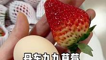 今年冬天已经复购两次的草莓，口感真不错，个头饱满大颗香甜多汁草莓味十足。#草莓 #丹东九九草莓 #锦
