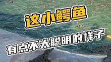 这小鳄鱼有点不太聪明的样子#鳄珍 #鳄鱼 #鳄鱼养殖场