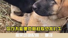狗子：我是咱们牛棚新来的棚长