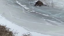 冰面上的大野猪跑不了了