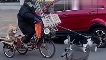 老人捡回的狗子卖力给老人拉三轮车