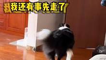 #搞笑  #萌宠  阳了以后终于知道..你们是真狗了！#娱乐评论大赏 #内容过于真实