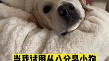 失去嗅觉的第二天，试图从八分臭小狗身上找回。#拉布拉多日记 #有只小汪汪 #可爱到爆炸 #精神小狗 