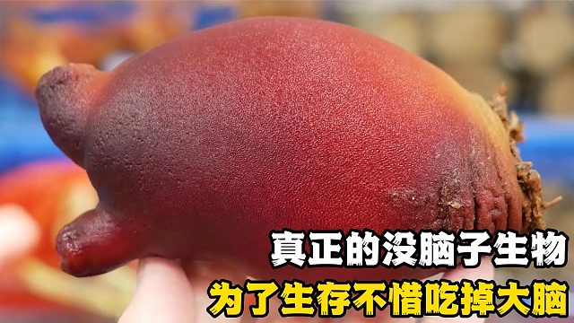 最“心狠手辣”的生物，为生存吃掉脑子，最后却被端上人类餐桌！