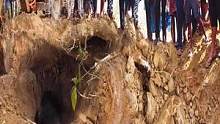 村庄下发现蟒蛇老巢，印度人直接动用挖掘机，看的只让人冒冷汗 #探险 #野外 #印度 #蟒蛇