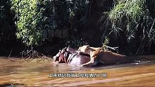 搞笑配音：狮子趴在河马后背咬，河马出的肉装根本破不
