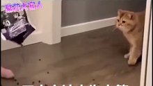 猫：这是我最后一顿了？