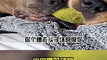 两只狗为什么只给一个球
