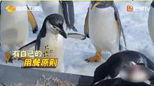#张远遇上有原则的企鹅 这回是远子输了#快乐再出发