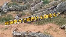 鳄鱼养大了能做什么知道么？（Z）#鳄珍 #鳄珍 #腰带