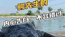 鳄先生的内心告白，不容错过#鳄珍 #鳄鱼 #鳄鱼养殖场