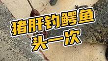 猪肝钓鳄鱼，头一次#鳄珍 #鳄鱼 #豆豆鞋