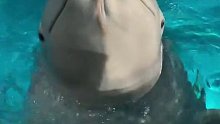 白鲸吃鱼，一辈子不知道啥味道