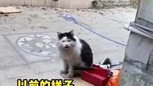 果然有家的猫咪就是不一样 #猫咪   #流浪猫