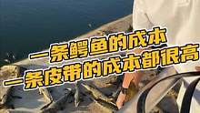 一条鳄鱼的成本一条皮带的成本都很高（肚皮）(S)#鳄珍 #鳄鱼 #腰带