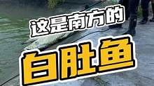 这是南方的白肚鱼（X）#鳄珍 #鳄鱼 #鳄鱼养殖基地