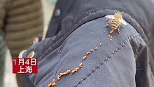 女子拍到蜜蜂在衣服上排泄成串，网友：快尝尝，是不是甜的！