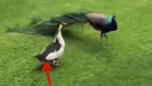 母鸭追求公孔雀，非要来个霸王硬上弓