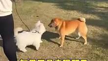 第一次见这么打架的狗子 #搞笑   #狗狗的迷惑行为   #狗