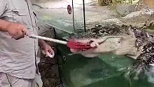 宠物这鳄鱼有点憨憨的