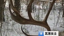 驯鹿的角自然脱落，晚上亲自带主人去找，还真找到了