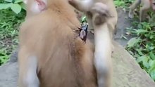 猴子被背上的大甲虫吓得不轻