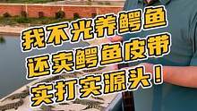 我不光养鳄鱼还卖鳄鱼皮带实打实源头！X#鳄珍 #鳄鱼 #皮带