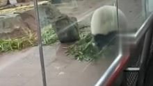 大熊猫看到游客难掩兴奋，卖力表演绝活