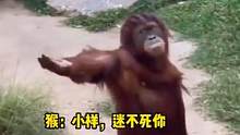 猴子：再不给我那我可就要进化了哦#动物的迷惑行为