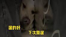 狗：下次带我爬楼梯行吗#动物的迷惑行为  #狗狗