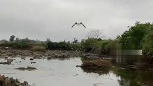 一男子赶海时发现一只“红眼老鹰”，全身沾满了水草且无法飞行