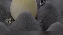 国产“达芬奇”，单孔手术机器人给生鹌鹑蛋剥壳