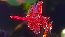头一次见红蜻蜓，太美了，见到的，霉运都消散，好运滚滚来