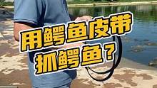 用鳄鱼皮带抓鳄鱼#鳄珍 #鳄鱼 #鳄鱼养殖场