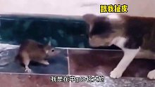 老鼠：我啥都没说，它上来就给我一顿大比兜