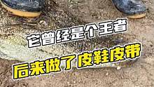 它曾经是个王者，后来做了皮鞋皮带X#鳄珍 #鳄鱼 #鳄鱼养殖场