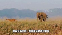 老虎惹大象，秒变逃跑王