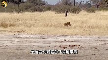 狮子狗这次栽了，羚羊的高光时刻