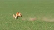 猎犬追击野兔#野生动物零距离 #神奇动物在抖音 #动物世界
