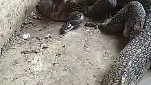 巨蜥吃巨蟒