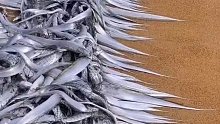海南的带鱼上岸啦！这可真鲜呀？