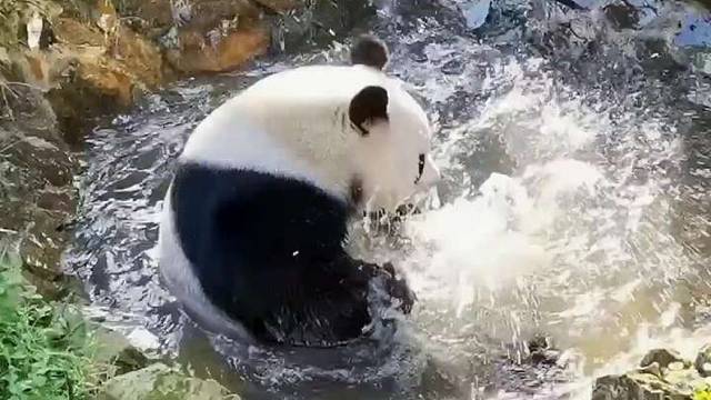 大熊猫洗澡开心得像个孩子